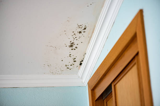 Best Commercial Mold Remediation in Forestville, MD