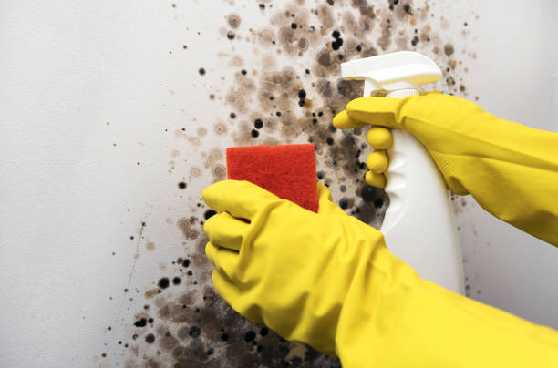 Professional Mold Remediation in Forestville, MD